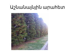 Աշնանայնյին արահետ
 