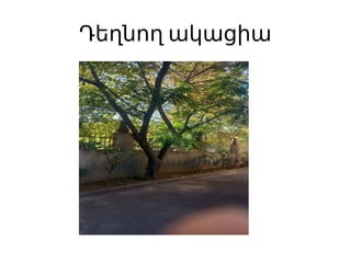 Դեղնող ակացիա
 