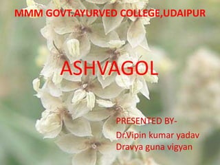 MMM GOVT.AYURVED COLLEGE,UDAIPUR
PRESENTED BY-
Dr.Vipin kumar yadav
Dravya guna vigyan
ASHVAGOL
 