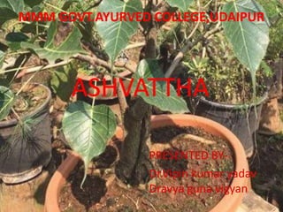 MMM GOVT.AYURVED COLLEGE,UDAIPUR
PRESENTED BY-
Dr.Vipin kumar yadav
Dravya guna vigyan
ASHVATTHA
 