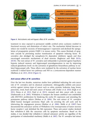 treatment in mice exposed to permanent middle cerebral artery occlusion resulted in
functional recovery and diminution of infarct size. The mechanism behind decrease in
infarct size would be recovery of hemeoxygenase-1 expression and declined the upregu-
lation of proapoptotic protein PARP-1 in mouse cortex. This causes blockade of apop-
totic cascade by preventing nuclear translocation of apoptosis inducing factor. W.
somnifera also abridged the semaphorin-3A dependent inhibitory signals and thus
encouraged renovation mechanisms of dead neurons (Raghavan and Shah 2015a,
2015b). The root extract of W. somnifera and withanolide-A protected against hypobaric
hypoxia induced memory and hippocampal neurodegeneration in rats by improving
reduced glutathione levels via the activation of glutathione biosynthesis pathway in iso-
lated hippocampal cells. These effects were mediated by the activation of nuclear factor
erythroid 2-related factor two pathways and NO in a corticosterone-dependent manner
(Baitharu et al. 2013, 2014) (Figure 4).
Anti-cancer effect of W. somnifera
Over the last two decades, numerous studies have published indicating the anti-cancer
role of W. somnifera and its chemical constituents. Ashwagandha exhibits anti-cancer
activity against various types of cancer such as colon, prostate, leukemia, lung, breast,
pancreatic, renal, head and neck cancer of human cells (Yadav et al. 2010; Singh et al.
2011; Nema et al. 2013; Patel et al. 2013), stomach and skin cancer cells in mice
(Padmavathi et al. 2005). Withaferin A hampers the human umbilical vein endothelial
cells (HUVEC) proliferation by hindering the cyclin D1 expression and amending the
proteasome pathway defects (Mohan et al. 2004). The root extract of W. somnifera
killed human laryngeal carcinoma Hep2 cells via arresting the cell cycle and by
obstructing the angiogenesis process (Mathur et al. 2006). Malik et al. (2007) have
documented the anticancer activity of Withaferin-A by overexpression of tumor necrosis
factor receptor-1 and abolished the Bid expression. These anti-cancer studies declared
that withaferin-A kills the cancerous cells by apoptosis mechanism. Based on the
studies, it was decided that withaferin-A induced anticancer activity are regardless of the
participation of mitochondrial machinery (Malik et al. 2007). The W. somnifera leaf extract
Figure 4. Anti-ischemic and anti-hypoxic effect of W. somnifera.
JOURNAL OF DIETARY SUPPLEMENTS 13
 