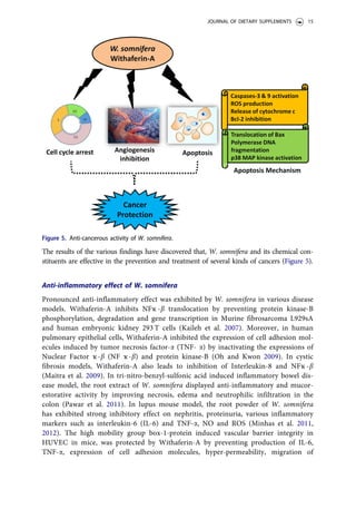 The results of the various findings have discovered that, W. somnifera and its chemical con-
stituents are effective in the prevention and treatment of several kinds of cancers (Figure 5).
Anti-inflammatory effect of W. somnifera
Pronounced anti-inflammatory effect was exhibited by W. somnifera in various disease
models. Withaferin-A inhibits NFҡ -b translocation by preventing protein kinase-B
phosphorylation, degradation and gene transcription in Murine fibrosarcoma L929sA
and human embryonic kidney 293 T cells (Kaileh et al. 2007). Moreover, in human
pulmonary epithelial cells, Withaferin-A inhibited the expression of cell adhesion mol-
ecules induced by tumor necrosis factor-a (TNF- a) by inactivating the expressions of
Nuclear Factor ҡ-b (NF ҡ-b) and protein kinase-B (Oh and Kwon 2009). In cystic
fibrosis models, Withaferin-A also leads to inhibition of Interleukin-8 and NFҡ -b
(Maitra et al. 2009). In tri-nitro-benzyl-sulfonic acid induced inflammatory bowel dis-
ease model, the root extract of W. somnifera displayed anti-inflammatory and mucor-
estorative activity by improving necrosis, edema and neutrophilic infiltration in the
colon (Pawar et al. 2011). In lupus mouse model, the root powder of W. somnifera
has exhibited strong inhibitory effect on nephritis, proteinuria, various inflammatory
markers such as interleukin-6 (IL-6) and TNF-a, NO and ROS (Minhas et al. 2011,
2012). The high mobility group box-1-protein induced vascular barrier integrity in
HUVEC in mice, was protected by Withaferin-A by preventing production of IL-6,
TNF-a, expression of cell adhesion molecules, hyper-permeability, migration of
Figure 5. Anti-cancerous activity of W. somnifera.
JOURNAL OF DIETARY SUPPLEMENTS 15
 