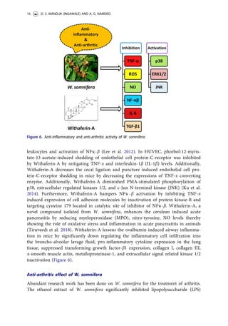 leukocytes and activation of NFҡ-b (Lee et al. 2012). In HUVEC, phorbol-12-myris-
tate-13-acetate-induced shedding of endothelial cell protein-C-receptor was inhibited
by Withaferin-A by mitigating TNF-a and interleukin-1b (IL-1b) levels. Additionally,
Withaferin-A decreases the cecal ligation and puncture induced endothelial cell pro-
tein-C-receptor shedding in mice by decreasing the expressions of TNF-a converting
enzyme. Additionally, Withaferin-A diminished PMA-stimulated phosphorylation of
p38, extracellular regulated kinases 1/2, and c-Jun N-terminal kinase (JNK) (Ku et al.
2014). Furthermore, Withaferin-A hampers NFҡ -b activation by inhibiting TNF-a
induced expression of cell adhesion molecules by inactivation of protein kinase-B and
targeting cysteine 179 located in catalytic site of inhibitor of NFҡ-b. Withaferin-A, a
novel compound isolated from W. somnifera, enhances the cerulean induced acute
pancreatitis by reducing myeloperoxidase (MPO), nitro-tyrosine, NO levels thereby
showing the role of oxidative stress and inflammation in acute pancreatitis in animals
(Tiruveedi et al. 2018). Withaferin-A lessens the ovalbumin induced airway inflamma-
tion in mice by significantly down regulating the inflammatory cell infiltration into
the broncho-alveolar lavage fluid, pro-inflammatory cytokine expression in the lung
tissue, suppressed transforming growth factor-b1 expression, collagen I, collagen III,
a-smooth muscle actin, metalloproteinase-1, and extracellular signal related kinase 1/2
inactivation (Figure 6).
Anti-arthritic effect of W. somnifera
Abundant research work has been done on W. somnifera for the treatment of arthritis.
The ethanol extract of W. somnifera significantly inhibited lipopolysaccharide (LPS)
Figure 6. Anti-inflammatory and anti-arthritic activity of W. somnifera.
16 D. S. MANDLIK (INGAWALE) AND A. G. NAMDEO
 