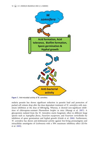 malaria parasite has shown significant reduction in parasite load and protection of
packed cell volume drop after the dose dependant treatment of W. somnifera with max-
imum inhibition at the dose of 600 mg/kg. Whereas, it showed non-significant inhib-
ition of chloroquine-resistant Plasmodium berghei in mice (Muregi et al. 2007). A
glycoprotein isolated from the W. Somnifera exerts fungistatic effect in different fungi
species such as Aspergillus flavus, Fusarium oxysporum, and Fusarium verticilloides by
inhibition of spore germination and hyphal growth (Girish et al. 2006). Furthermore,
W. somnifera has shown anti-leishmanial activity against free-living promastigotes and
intracellular amastigotes of Leishmania with a 50% maximum inhibitory effect (El-On
et al. 2009).
Figure 7. Anti-microbial activity of W. somnifera.
18 D. S. MANDLIK (INGAWALE) AND A. G. NAMDEO
 