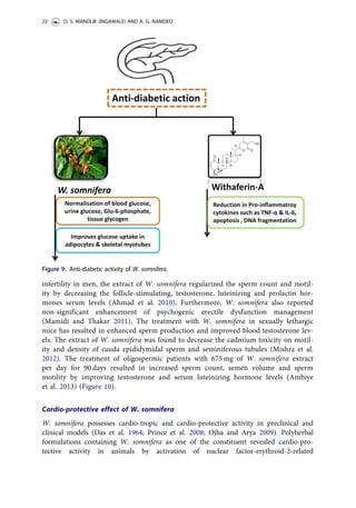 infertility in men, the extract of W. somnifera regularized the sperm count and motil-
ity by decreasing the follicle-stimulating, testosterone, luteinizing and prolactin hor-
mones serum levels (Ahmad et al. 2010). Furthermore, W. somnifera also reported
non-significant enhancement of psychogenic erectile dysfunction management
(Mamidi and Thakar 2011). The treatment with W. somnifera in sexually lethargic
mice has resulted in enhanced sperm production and improved blood testosterone lev-
els. The extract of W. somnifera was found to decrease the cadmium toxicity on motil-
ity and density of cauda epididymidal sperm and seminiferous tubules (Mishra et al.
2012). The treatment of oligospermic patients with 675 mg of W. somnifera extract
per day for 90 days resulted in increased sperm count, semen volume and sperm
motility by improving testosterone and serum luteinizing hormone levels (Ambiye
et al. 2013) (Figure 10).
Cardio-protective effect of W. somnifera
W. somnifera possesses cardio-tropic and cardio-protective activity in preclinical and
clinical models (Das et al. 1964; Prince et al. 2008; Ojha and Arya 2009). Polyherbal
formulations containing W. somnifera as one of the constituent revealed cardio-pro-
tective activity in animals by activation of nuclear factor-erythroid-2-related
Figure 9. Anti-diabetic activity of W. somnifera.
22 D. S. MANDLIK (INGAWALE) AND A. G. NAMDEO
 