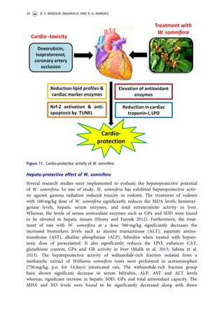 Hepato-protective effect of W. somnifera
Several research studies were implemented to evaluate the hepatoprotective potential
of W. somnifera. In one of study, W. somnifera has exhibited hepatoprotective activ-
ity against gamma radiation induced toxicity in rodents. The treatment of rodents
with 100 mg/kg dose of W. somnifera significantly reduces the MDA levels, hemeoxy-
genase levels, hepatic serum enzymes, and total nitrate/nitrite activity in liver.
Whereas, the levels of serum antioxidant enzymes such as GPx and SOD were found
to be elevated in hepatic tissues (Hosny and Farouk 2012). Furthermore, the treat-
ment of rats with W. somnifera at a dose 500 mg/kg significantly decreases the
increased biomarkers levels such as alanine transaminase (ALT), aspartate amino-
transferase (AST), alkaline phosphatase (ALP), bilirubin when treated with hepato-
toxic dose of paracetamol. It also significantly reduces the LPO, enhances CAT,
glutathione content, GPx and GR activity in liver (Malik et al. 2013; Sabina et al.
2013). The hepatoprotective activity of withanolide-rich fraction isolated from a
methanolic extract of Withania somnifera roots were performed in acetaminophen
(750 mg/kg, p.o. for 14 days) intoxicated rats. The withanolide-rich fraction group
have shown significant decrease in serum bilirubin, ALP, AST and ALT levels
whereas, significant increase in hepatic SOD, GPx and total antioxidant capacity. The
MDA and NO levels were found to be significantly decreased along with down
Figure 11. Cardio-protective activity of W. somnifera.
24 D. S. MANDLIK (INGAWALE) AND A. G. NAMDEO
 
