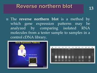  The reverse northern blot is a method by
which gene expression patterns may be
analyzed by comparing isolated RNA
molecules from a tester sample to samples in a
control cDNA library.
13
 