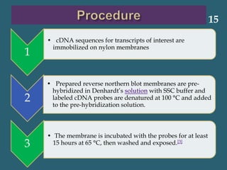 1
• cDNA sequences for transcripts of interest are
immobilized on nylon membranes
2
• Prepared reverse northern blot membranes are pre-
hybridized in Denhardt’s solution with SSC buffer and
labeled cDNA probes are denatured at 100 °C and added
to the pre-hybridization solution.
3
• The membrane is incubated with the probes for at least
15 hours at 65 °C, then washed and exposed.[3]
15
 