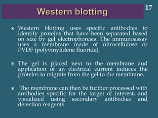  Western blotting uses specific antibodies to
identify proteins that have been separated based
on size by gel electrophoresis. The immunoassay
uses a membrane made of nitrocellulose or
PVDF (polyvinylidene fluoride).
 The gel is placed next to the membrane and
application of an electrical current induces the
proteins to migrate from the gel to the membrane.
 The membrane can then be further processed with
antibodies specific for the target of interest, and
visualized using secondary antibodies and
detection reagents.
17
 