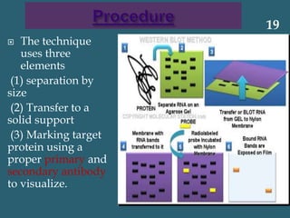 The technique
uses three
elements
(1) separation by
size
(2) Transfer to a
solid support
(3) Marking target
protein using a
proper primary and
secondary antibody
to visualize.
19
 