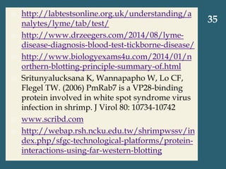  http://labtestsonline.org.uk/understanding/a
nalytes/lyme/tab/test/
 http://www.drzeegers.com/2014/08/lyme-
disease-diagnosis-blood-test-tickborne-disease/
 http://www.biologyexams4u.com/2014/01/n
orthern-blotting-principle-summary-of.html
 Sritunyalucksana K, Wannapapho W, Lo CF,
Flegel TW. (2006) PmRab7 is a VP28-binding
protein involved in white spot syndrome virus
infection in shrimp. J Virol 80: 10734-10742
 www.scribd.com
 http://webap.rsh.ncku.edu.tw/shrimpwssv/in
dex.php/sfgc-technological-platforms/protein-
interactions-using-far-western-blotting
35
 