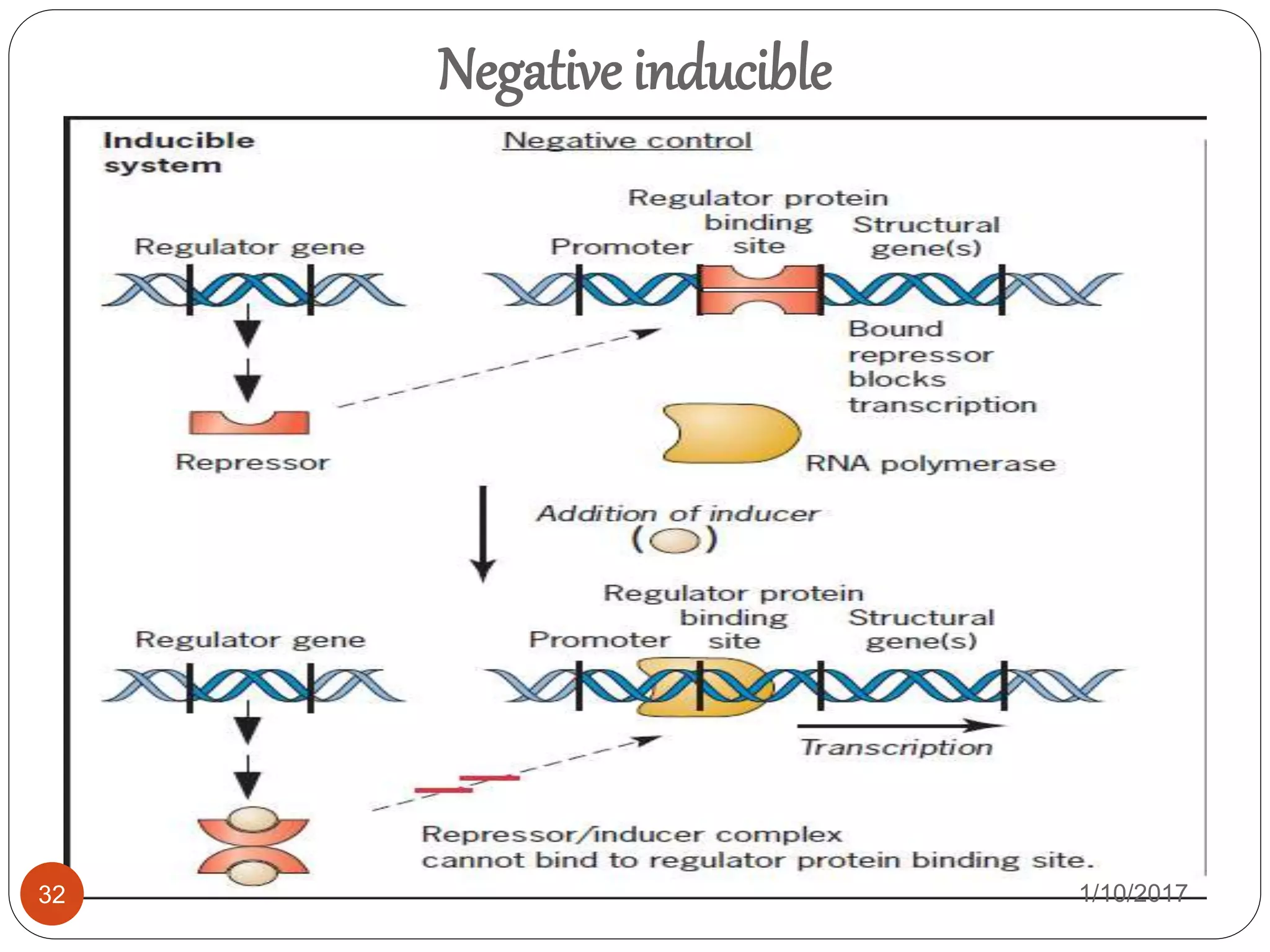 GENE REGULATION IN PROKARYOTES | PPTX