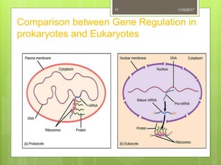 GENE REGULATION IN PROKARYOTES | PPTX