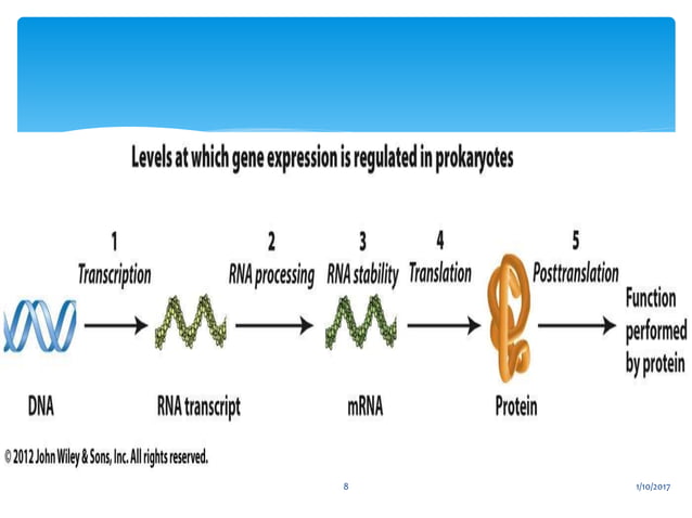 GENE REGULATION IN PROKARYOTES | PPTX | Genetics | Science