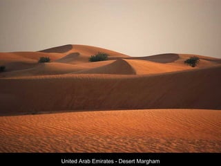United Arab Emirates - Desert Margham 