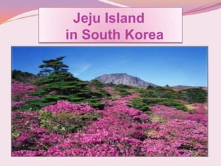 Jeju Island
in South Korea
 