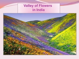 Valley of Flowers
in India
 