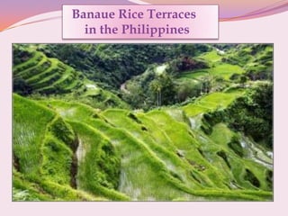 Banaue Rice Terraces
in the Philippines
 