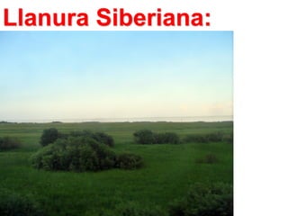 Llanura Siberiana:

 