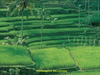Rice Plantations, Bali, Indonesia 