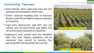 Presentation at the 98th ICRISAT Governing Board Meeting
Program Committee 20 April 2021
Crop Breeding - Pigeonpea
• Seven hybrids, three super-early lines and one
mid-early line evaluated in AICRP trials.
• Sixteen advanced breeding lines of mid-early
duration with FW and SMD resistance evaluated
at 6 locations.
• Super-early determinant type (DT) trial (13
entries) and non-determinant type (NDT) trial
(16 entries) were evaluated at 6 locations.
• Subsequent back crosses with the identified
CMS lines from Cajanus cajinifolius and its
maintainer lines carried to maintain the
promising CMS lines by paired row crossing.
5
ICPH 2740-Pigeonpea hybrid
ICPL 11255 Super-early DT at flowering
 