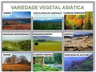 VARIEDADE VEGETAL ASIÁTICA 
TUNDRA TAIGA (FLORESTA DE CONÍFERAS) FLORESTA TEMPERADA 
VEGETAÇÃO MEDITERRÂNEA PRADARIA/ESTEPES DESERTO 
SAVANA FLORESTA TROPICAL VEGETAÇÃO DE ALTITUDE 
 