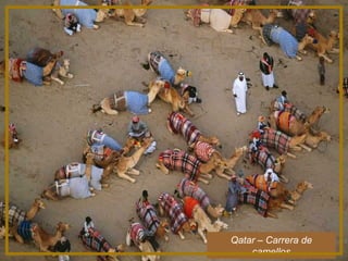 Qatar – Carrera de camellos 