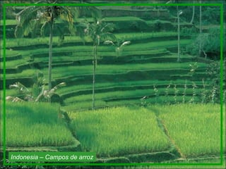 Indonesia – Campos de arroz 