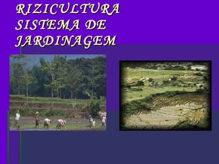 RIZICULTURA  SISTEMA DE JARDINAGEM 
