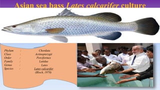 Asian sea bass Lates calcarifer culture
Phylum
Class
Order
Family
Genus
Species
:
:
:
:
:
:
Chordata
Actinopterygii
Perciformes
Latidae
Lates
Lates calcarifer
(Bloch, 1970)
 