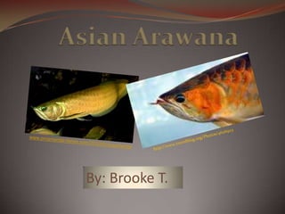 Asian Arawana http://www.travelblog.org/Photos/4626923 www.ornamental-fishes.com/2010/01/ornamental By: Brooke T.  