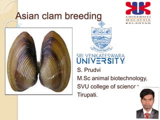 Asian clam breeding
S. Prudvi
M.Sc animal biotechnology,
SVU college of sciences,
Tirupati.
 