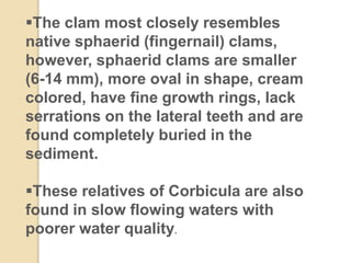 The clam most closely resembles
native sphaerid (fingernail) clams,
however, sphaerid clams are smaller
(6-14 mm), more oval in shape, cream
colored, have fine growth rings, lack
serrations on the lateral teeth and are
found completely buried in the
sediment.
These relatives of Corbicula are also
found in slow flowing waters with
poorer water quality.
 