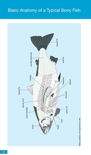 Asian diagnostic of fish disease | PDF