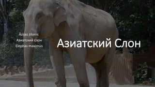 Азиатский Слон
Āzijas zilonis
Азиатский слон
Elephas maximus
 