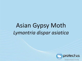 Asian Gypsy Moth
Lymantria dispar asiatica
 