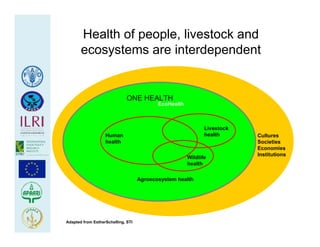 Health at the livestock‐policy interface