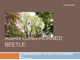 ASIAN LONG-HORNED
BEETLE:
Devastation of our Worcester
Trees
Lisa Nguyen
 