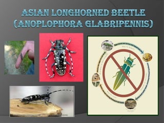 Asian Longhorned beetle(Anoplophoraglabripennis) 
