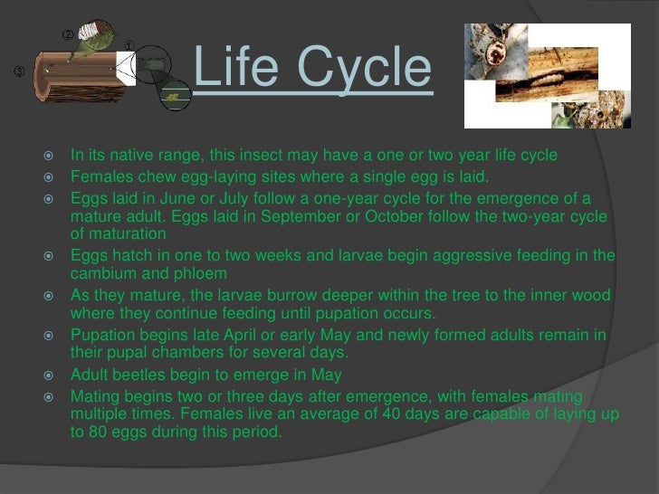 Asian Longhorned Beetle Life Cycle 107