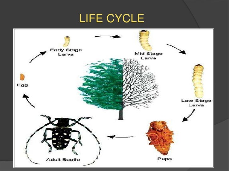 Asian Longhorned Beetle Life Cycle 50