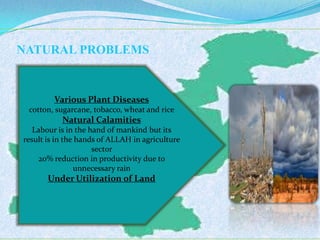 NATURAL PROBLEMS
Various Plant Diseases
cotton, sugarcane, tobacco, wheat and rice
Natural Calamities
Labour is in the hand of mankind but its
result is in the hands of ALLAH in agriculture
sector
20% reduction in productivity due to
unnecessary rain
Under Utilization of Land
 