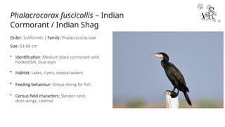 Asian Waterbird Census Training Manual (Understanding Wetlands ...