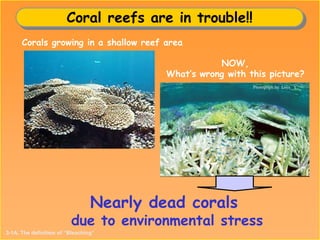 Corals growing in a shallow reef area
NOW,
What’s wrong with this picture?
Photograph by Loya Y .
Nearly dead corals
due to environmental stress
Coral reefs are in trouble!!
3-1A. The definition of “Bleaching”
 