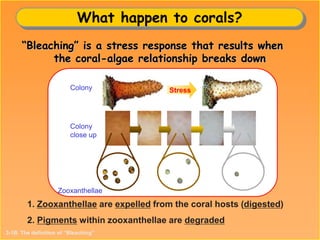 1. Zooxanthellae are expelled from the coral hosts (digested)
2. Pigments within zooxanthellae are degraded
What happen to corals?
“Bleaching” is a stress response that results when
the coral-algae relationship breaks down
StressColony
Colony
close up
Zooxanthellae
3-1B. The definition of “Bleaching”
 