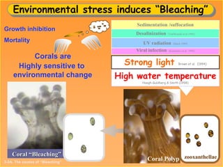 Environmental stress induces “Bleaching”
Coral “Bleaching” zooxanthellae
Strong light Brown et al. (1994)
High water temperature
Hoegh-Guldberg & Smith (1998)
Viral infection (Kushmaro et al. 1996)
UV radiation (Shick 1989)
Sedimentation /suffocation
Desalinization （VanWoesik et al.1995)
Growth inhibition
Mortality
Corals are
Highly sensitive to
environmental change
Coral Polyp3-2A. The causes of “Bleaching”
 