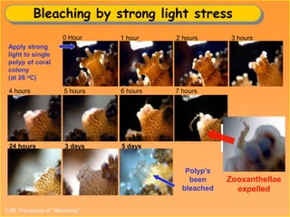 1 hour 2 hours 3 hours
4 hours 5 hours 6 hours 7 hours
0 Hour
Apply strong
light to single
polyp of coral
colony
(at 26 oC)
24 hours 3 days 5 days
Polyp’s
been
bleached
Zooxanthellae
expelled
Bleaching by strong light stress
3-2B. The causes of “Bleaching”
 
