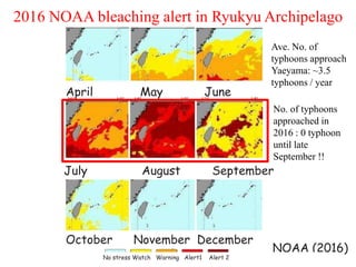 NOAA (2016)
April May June
July August September
October November December
No stress Watch Warning Alert1 Alert 2
2016 NOAA bleaching alert in Ryukyu Archipelago
Ave. No. of
typhoons approach
Yaeyama: ~3.5
typhoons / year
No. of typhoons
approached in
2016 : 0 typhoon
until late
September !!
 