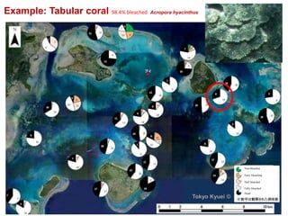 Example: Tabular coral 98.4% bleached Acropora hyacinthus
Tokyo Kyuei ©
Non-bleached
Early bleaching
Half bleached
Fully bleached
Dead
 