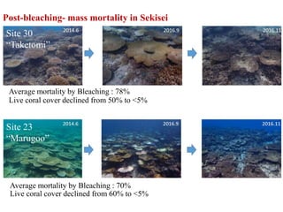 Post-bleaching- mass mortality in Sekisei
Live coral cover declined from 60% to <5%
Average mortality by Bleaching : 70%
Live coral cover declined from 50% to <5%
Average mortality by Bleaching : 78%
Site 23
“Marugoo”
Site 30
“Taketomi”
 
